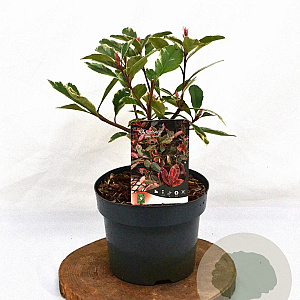 Photinia fraseri Louise 40-50 cm 3,0L