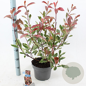 Photinia fraseri Louise 60-70 cm 5,0L
