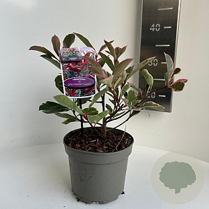Photinia fraseri Pink Marble 20-30 cm 2,0L
