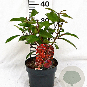 Photinia fraseri Red Light 40-50 cm 3,0L