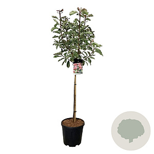 Photinia serratifolia Pink Crispy 80 cm stam 15L