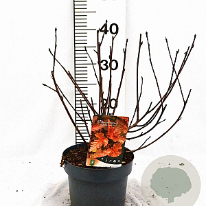 Physocarpus opulif. Diable d'Or 30-50 cm 3,0L