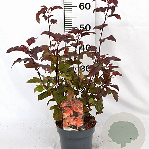 Physocarpus opulif. Diable d'Or 30-50 cm 3,0L