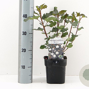 Physocarpus opulif. 'Diabolo' 30-40 cm 2,0L