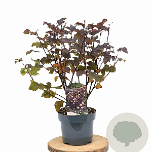 Physocarpus opulif. 'Diabolo' 30-50 cm 3,0L