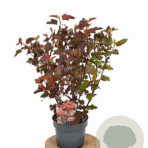 Physocarpus opulif. Lady in Red 30-50 cm 3,0L