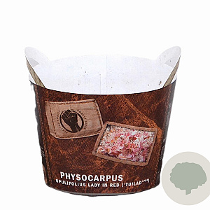 Physocarpus opulif. Lady in Red 30-50 cm 3,0L