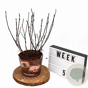 Physocarpus opulif. Lady in Red 30-50 cm 3,0L