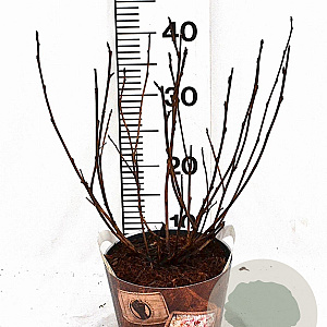 Physocarpus opulif. Lady in Red 30-50 cm 3,0L