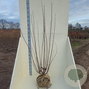 Physocarpus opulif. Lady in Red 150-175 cm met kluit