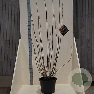 Physocarpus opulif. Lady in Red 150-175 cm 20L