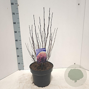 Physocarpus opulif. Little Angel 40-50 cm 5,0L