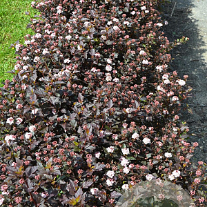 Physocarpus opulif. Little Joker 30-50 cm 3,0L