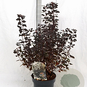 Physocarpus opulif. Little Joker 30-50 cm 3,0L