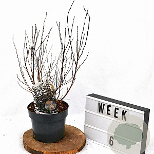 Physocarpus opulif. Little Joker 30-50 cm 3,0L