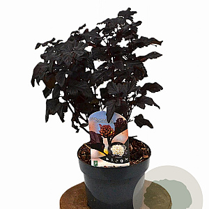 Physocarpus opulif. 'Rubella' 30-40 cm 3,0L