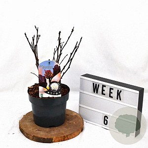 Physocarpus opulif. 'Rubella' 30-40 cm 3,0L