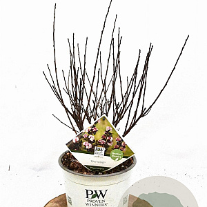 Physocarpus opulif. Tiny Wine 30-50 cm 3,0L