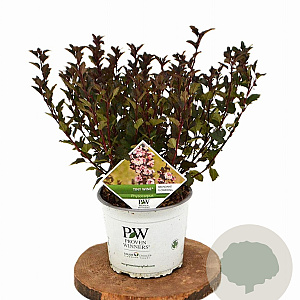 Physocarpus opulif. Tiny Wine 30-50 cm 3,0L