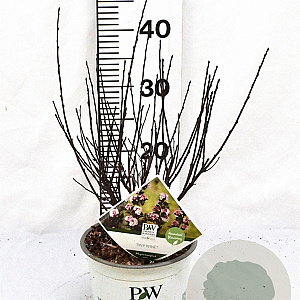 Physocarpus opulif. Tiny Wine 30-50 cm 3,0L