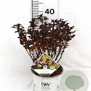 Physocarpus opulif. Tiny Wine 30-50 cm 3,0L