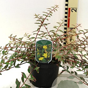 Hypericum moser. 'Tricolor' GM P9