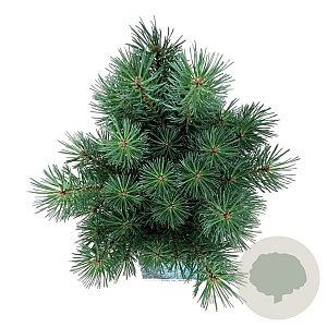 Pinus sylv. 'Watereri' 25-30 cm