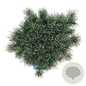 Pinus sylv. 'Watereri' 30-40 cm 15L