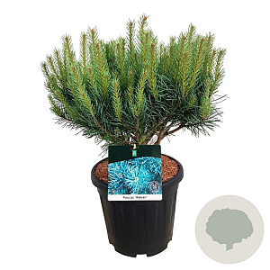 Pinus sylv. 'Watereri' 40-50 cm 15L