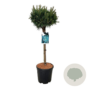 Pinus sylv. 'Watereri' 70 cm stam 15L kroon 30-40