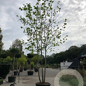 Platanus acerifolia 350-400 cm cont. 150L meerstammig