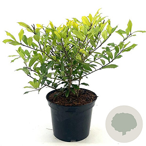 Ilex attenuata 'Sunny Foster' 25-30 cm 3,0L