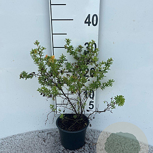 Potentilla f. Marian Red Robin 25-30 cm C1.3