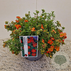 Potentilla f. 'Red Ace' 25-30 cm 2,5L