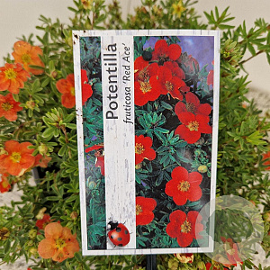 Potentilla f. 'Red Ace' 25-30 cm 2,5L