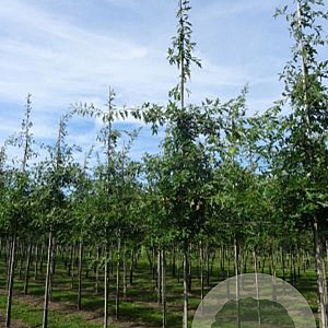 Quercus palustris 6-8 HO draadkluit