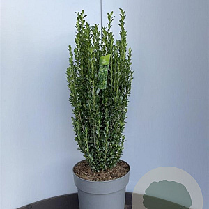 Ilex crenata 'Fastigiata' 70-80 cm 10L