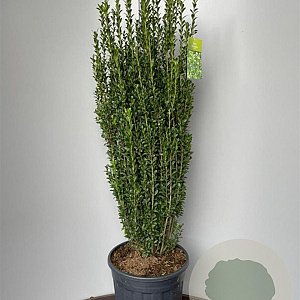 Ilex crenata 'Fastigiata' 90-100 cm 18L spiraal