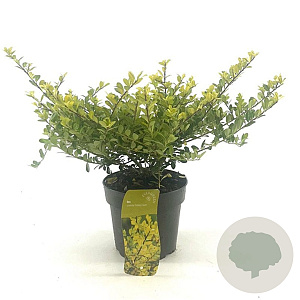 Ilex crenata 'Golden Gem' 20-25 cm 2,0L struik