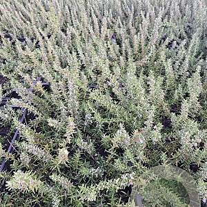 Rosmarinus off. 'Capri' GM P9