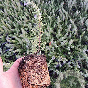 Rosmarinus off. 'Capri' GM P9