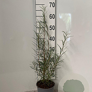 Salix elaeagnos 'Angustifolia' 40-60 cm 2,0L