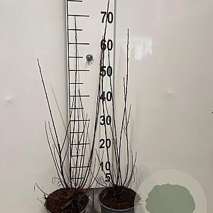 Salix elaeagnos 'Angustifolia' 60-80 cm 2,0L