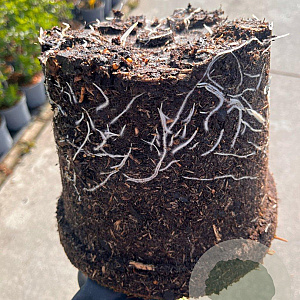 Sambucus nigra 50-60 cm 5,0L