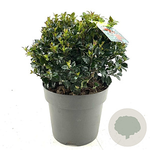 Ilex meserv. Blue Maid 30-35 cm 10L bol