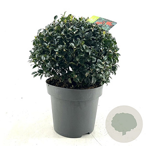 Ilex meserv. Blue Maid 40 cm 15L bol