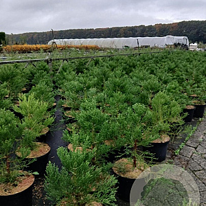 Sequoiadendron giganteum 30-40 cm 5,0L