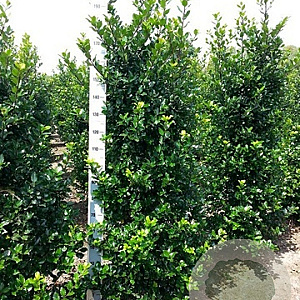 Ilex meserv. 'Blue Prince' 80 cm stam 10L bol