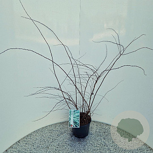 Spiraea cinerea 'Grefsheim' 40-50 cm 3,0L