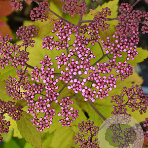 Spiraea Double Play Big Bang 30-40 cm 3,0L